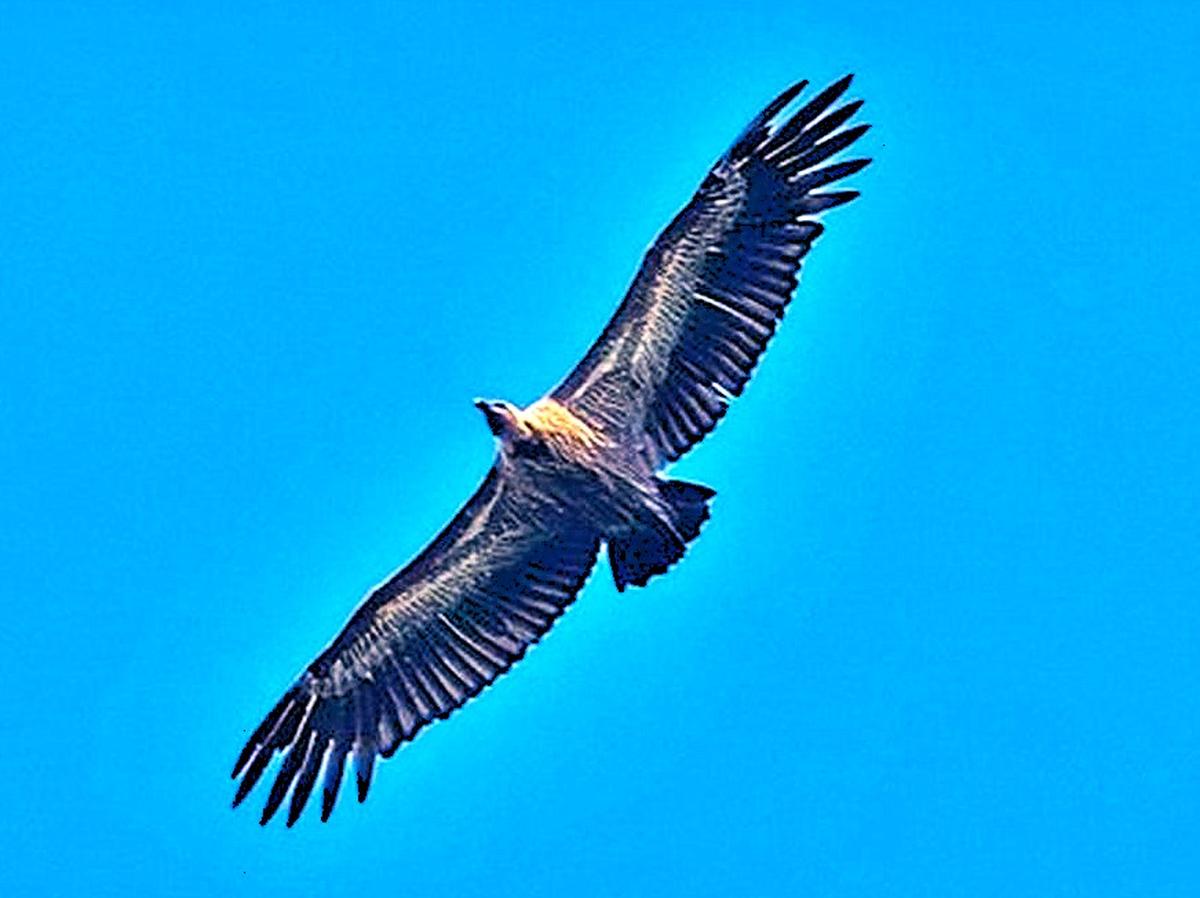 वायनाड के ऊपर उड़ता हुआ, एक भारतीय गिद्ध नीचे की ज़मीन को छान रहा है। वायनाड के ऊपर उड़ता हुआ, एक भारतीय गिद्ध नीचे की ज़मीन को छान रहा है।